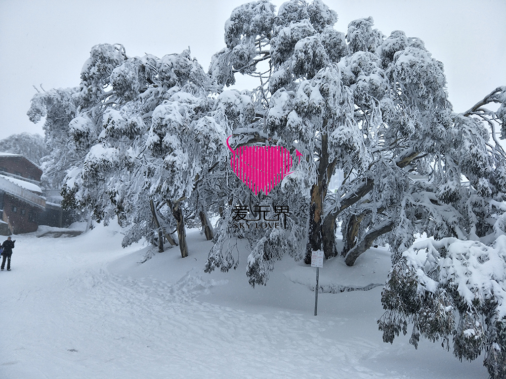 墨爾本,墨爾本自然風光,布勒雪山,澳大利亞布勒雪山温度,墨爾本附近的雪山